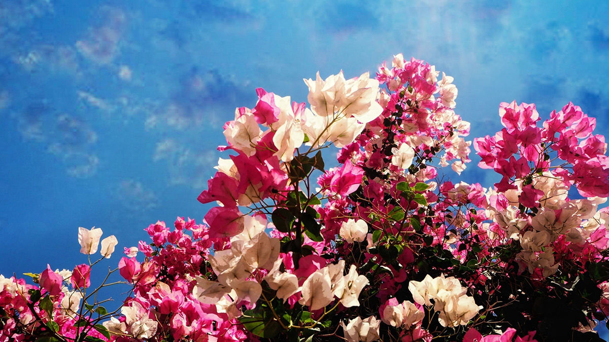 Datça'da Psikolog Olmak